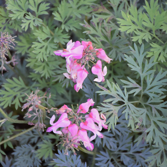 Dicentra 'Pink Diamonds'