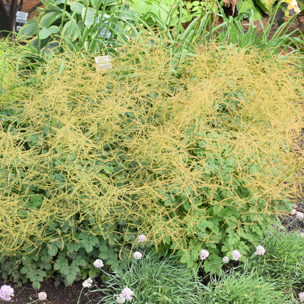 Aruncus 'Chantilly Lace'