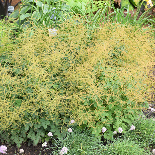 Aruncus 'Chantilly Lace'