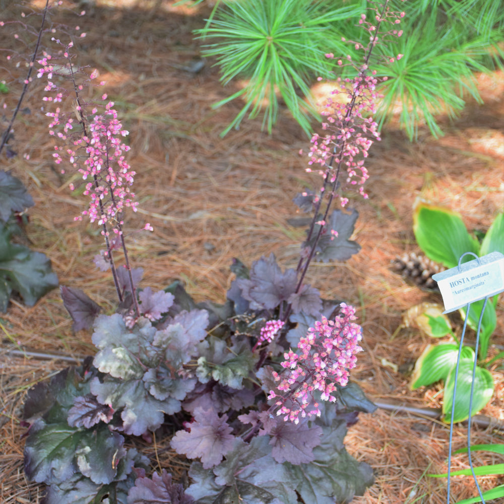 Primo® Mahogany Monster Coral Bells