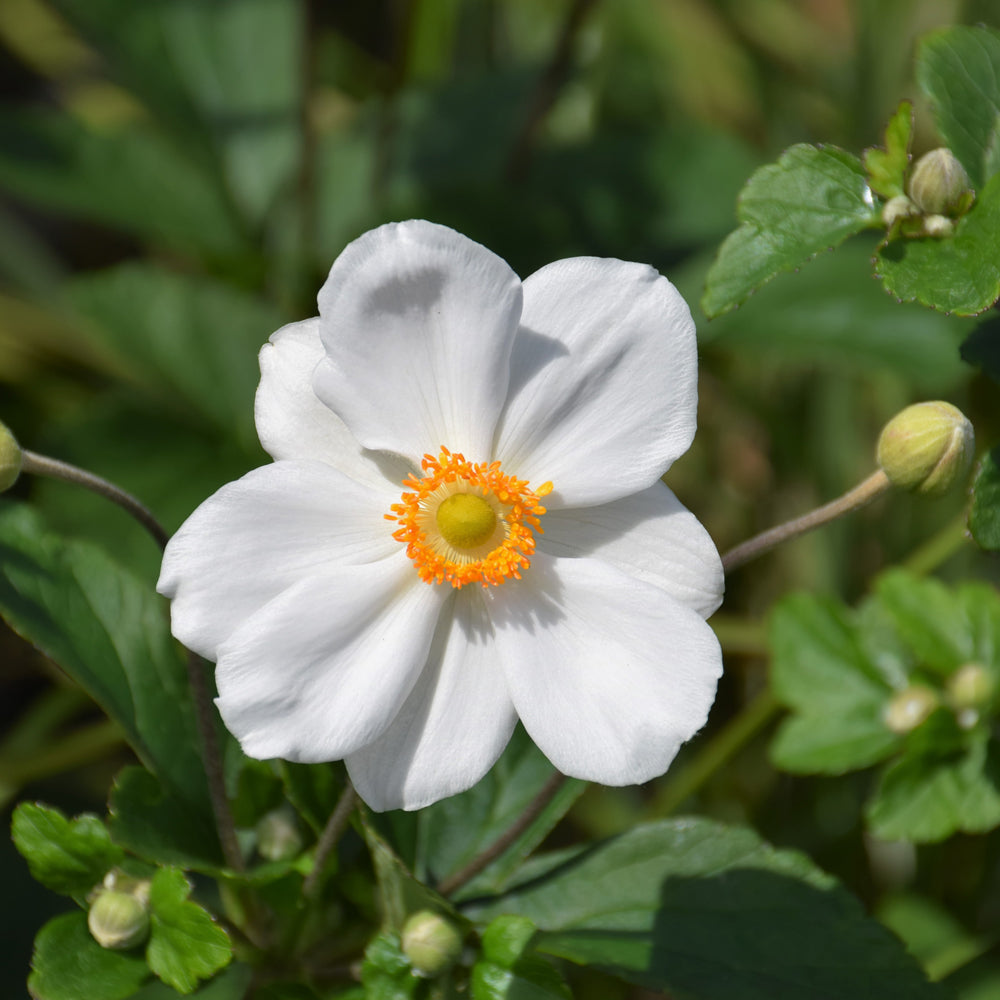 Honorine Jobert Anemone