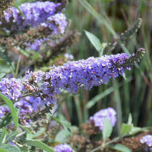 Buddleia 'Glass Slippers'