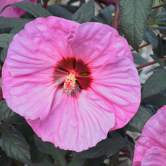 Hibiscus 'Berry Awesome'