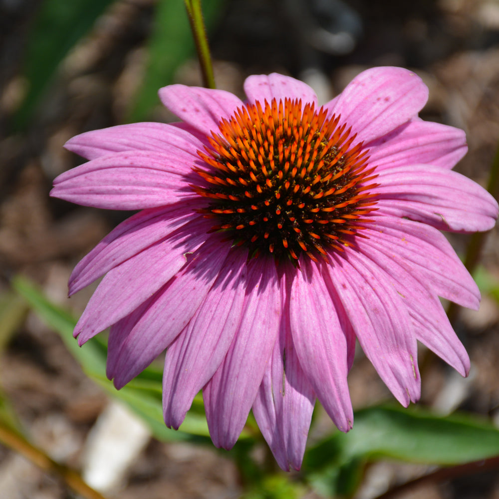 Prairie Splendor Coneflower