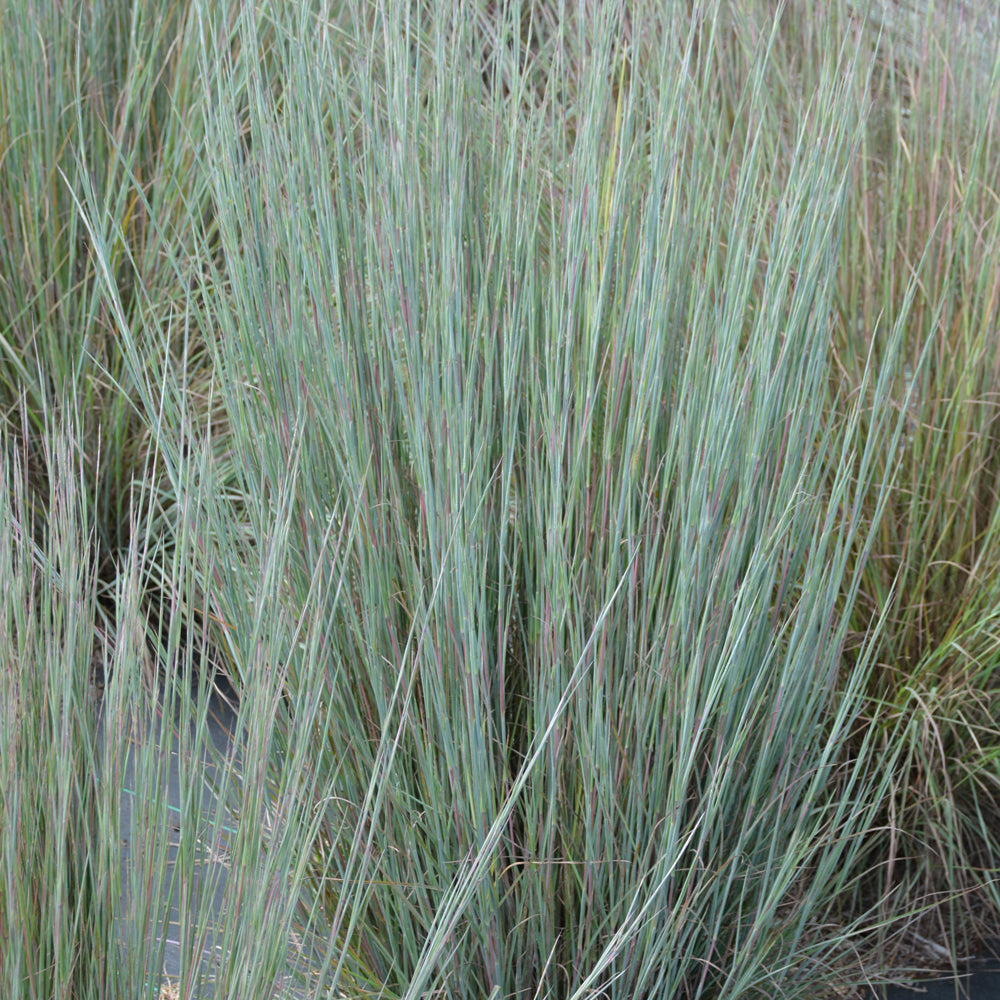 Prairie Blues Bluestem