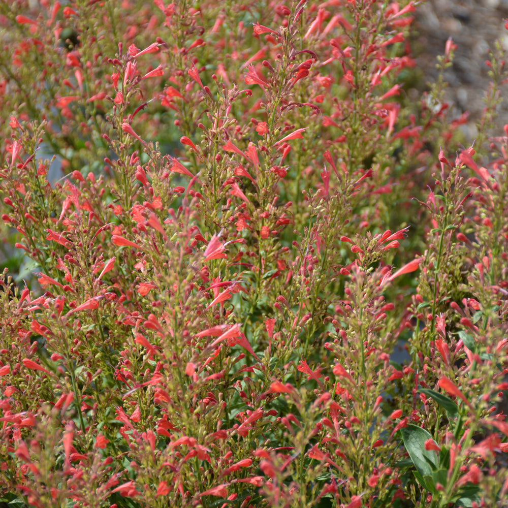 Kudos™ Red Hyssop