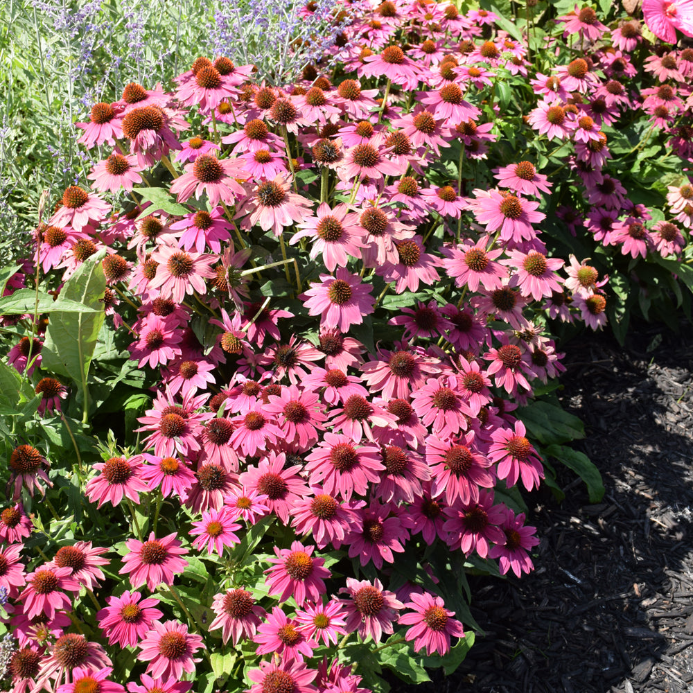 PowWow Wild Berry Coneflower