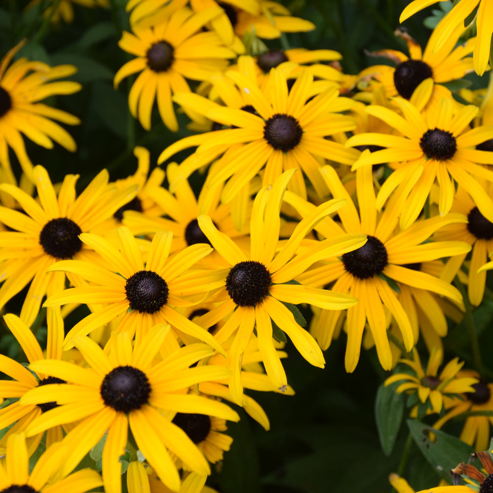 Rudbeckia fulgida var. deamii