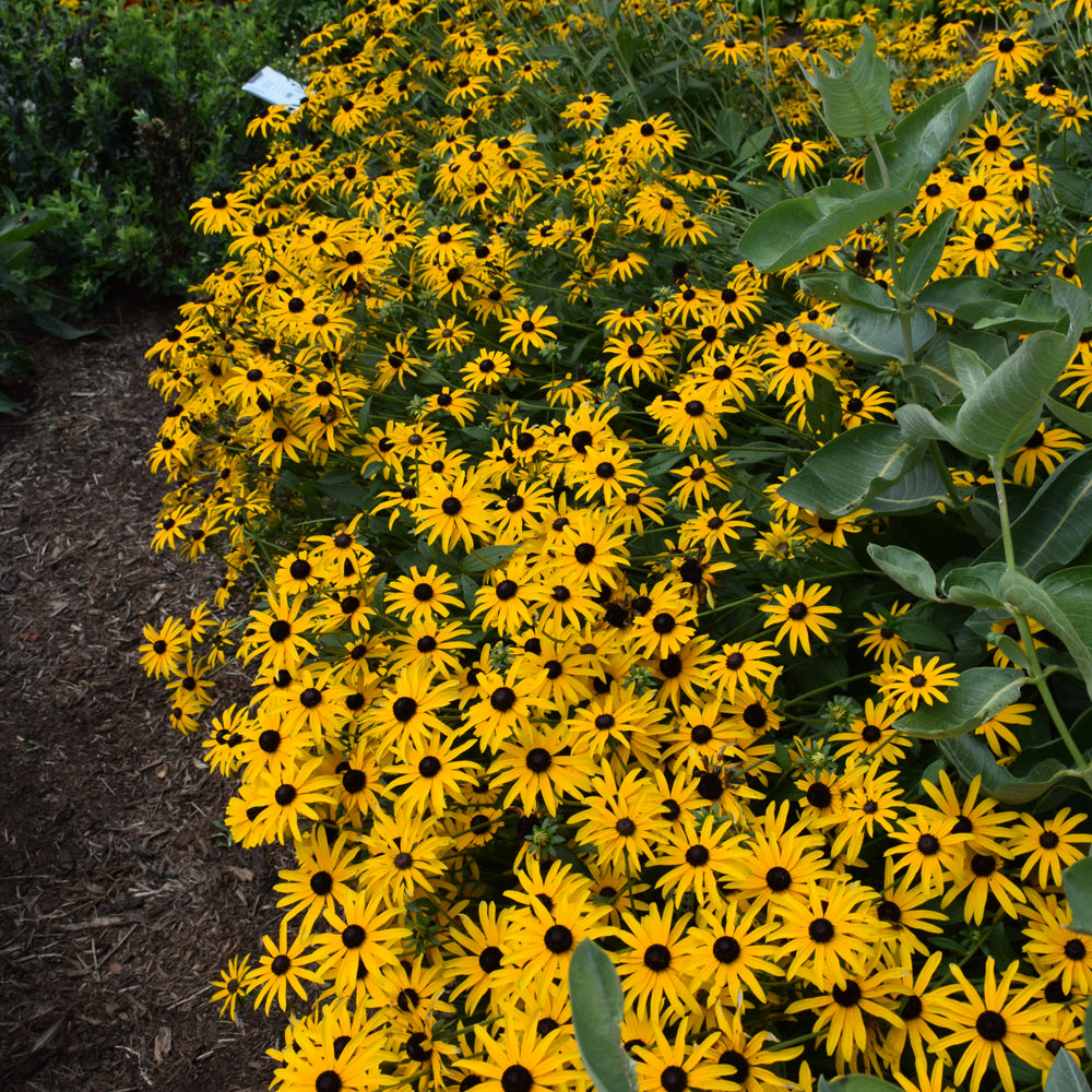 Deam's Coneflower