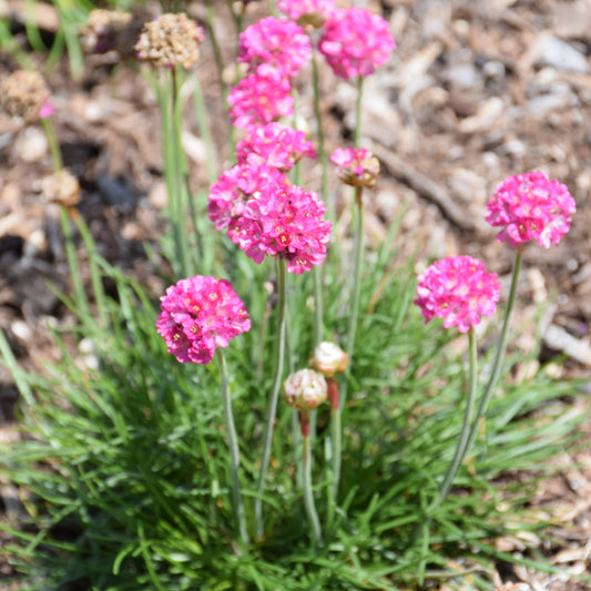 Armeria maritima 'Morning Star Deep Rose'