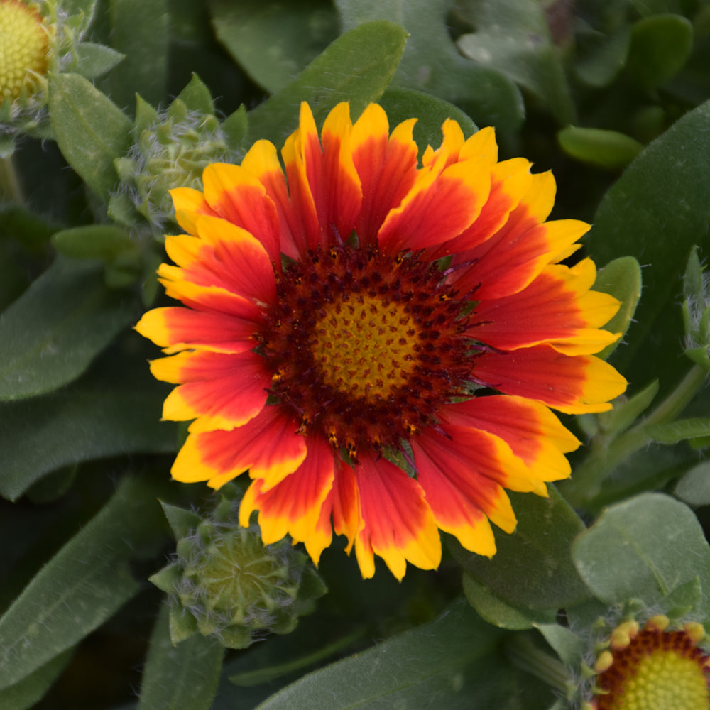 Gaillardia aristata 'SpinTop Red Starburst'