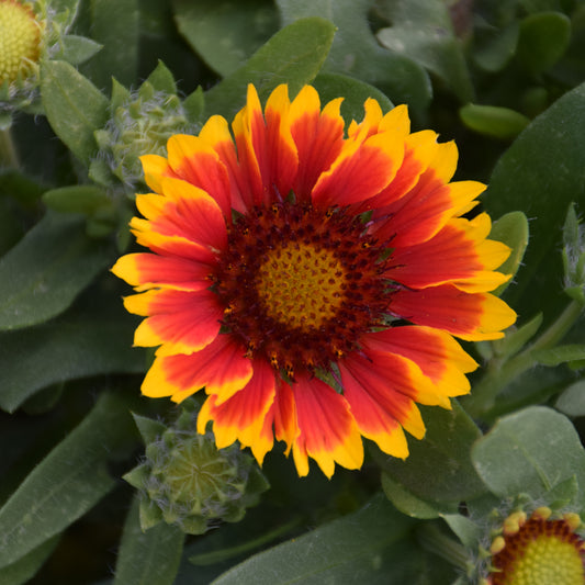 Gaillardia aristata 'SpinTop Red Starburst'