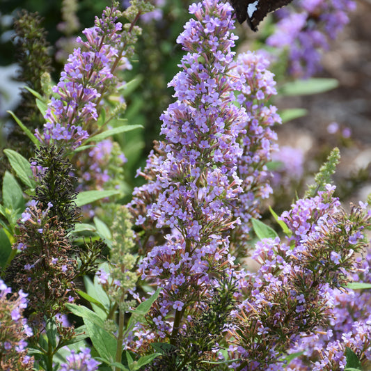 Buddleia 'Podcept1'