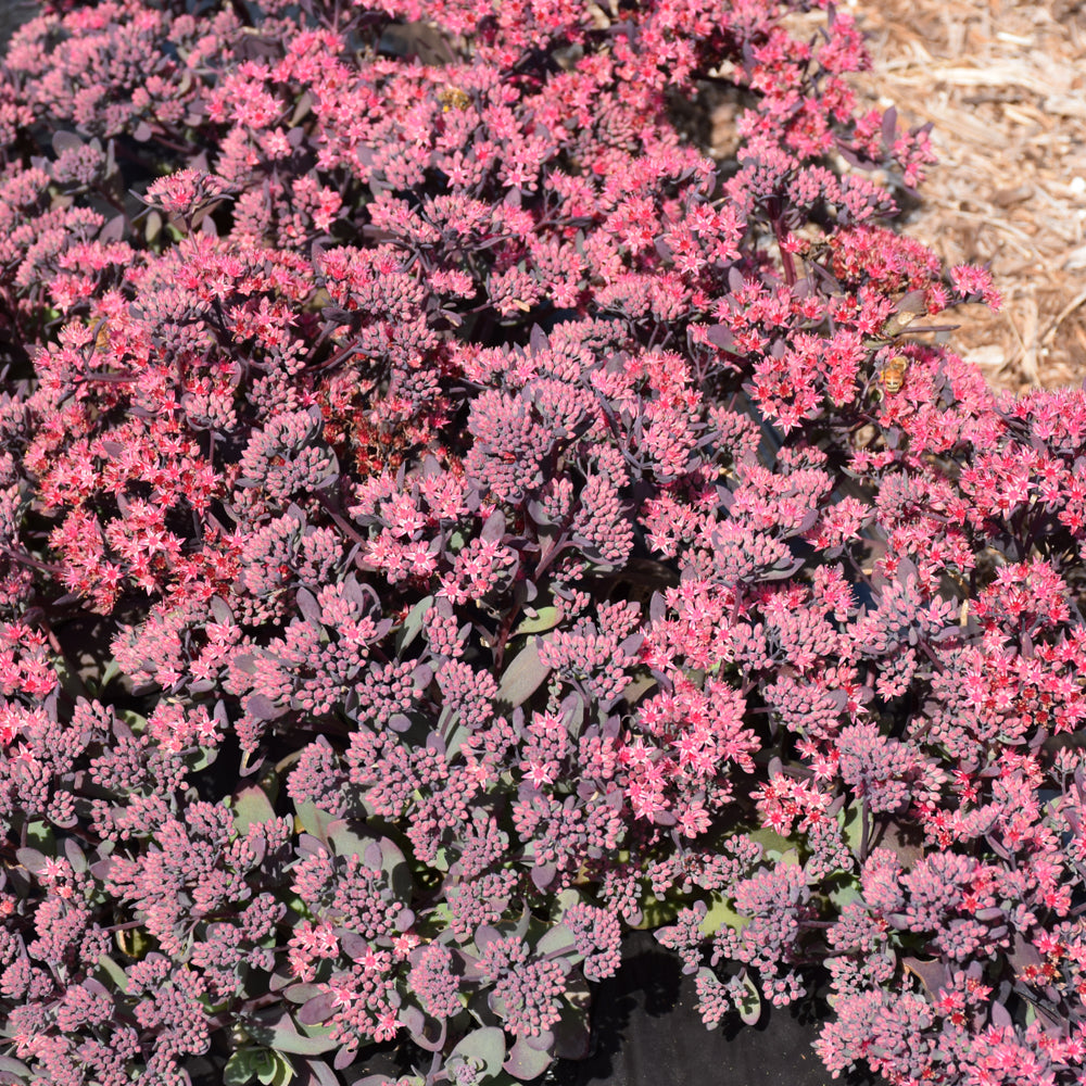 Plum Dazzled Stonecrop