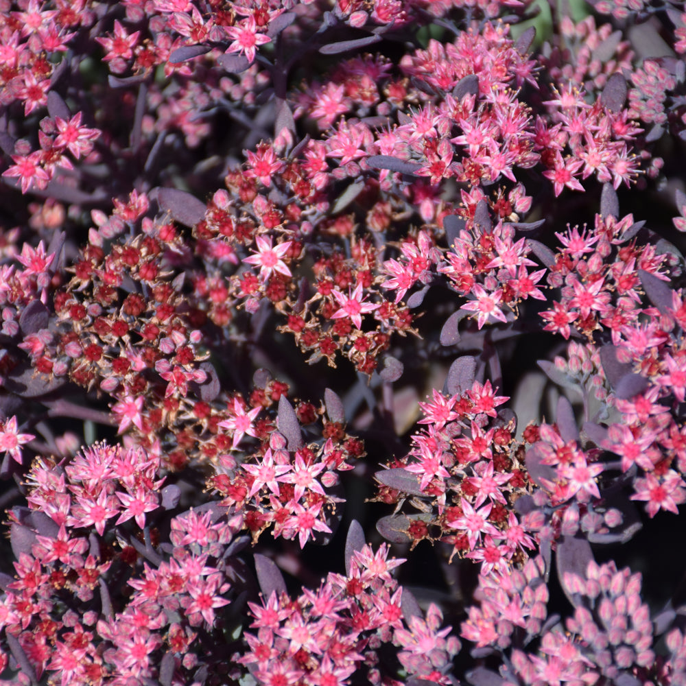 Sedum 'Plum Dazzled'