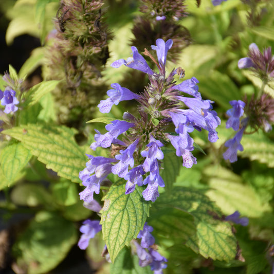 Nepeta subsessilis 'Balneplud'