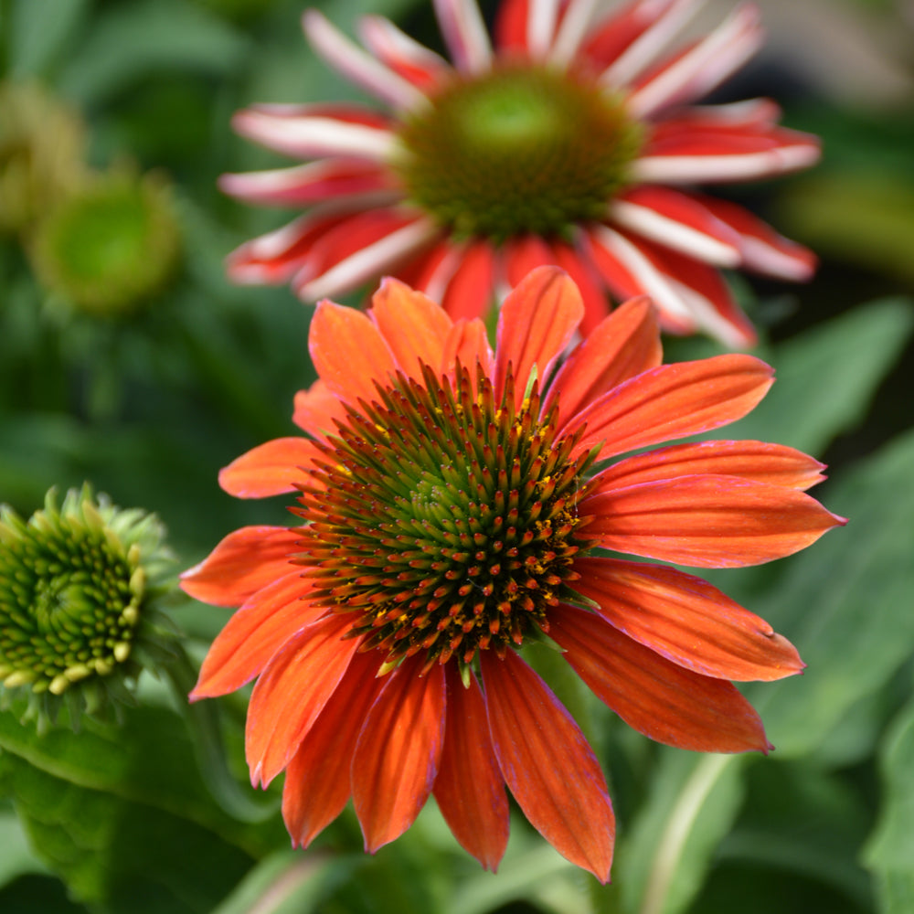 Echinacea 'PAS1257973'