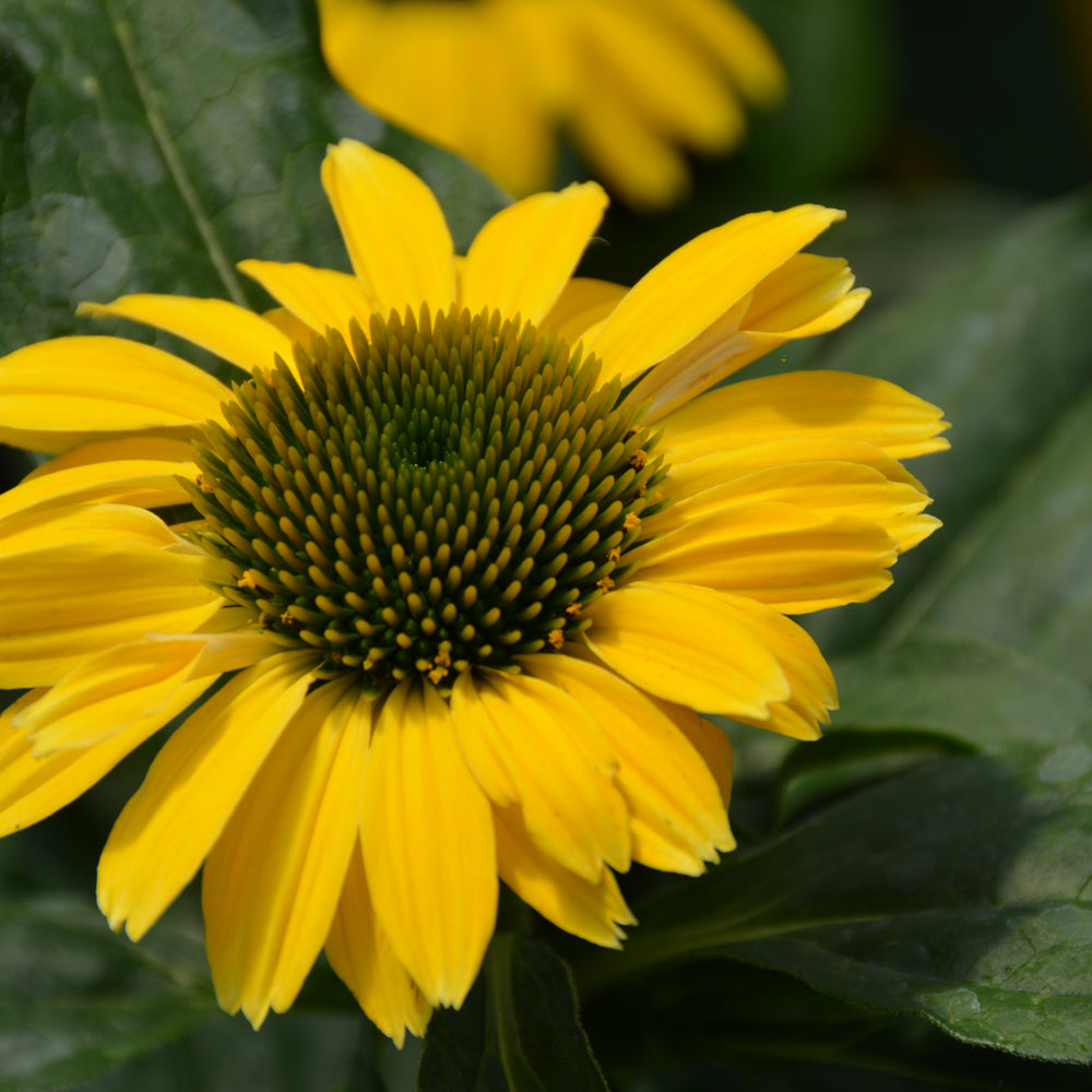 Echinacea 'Balsomsolst'