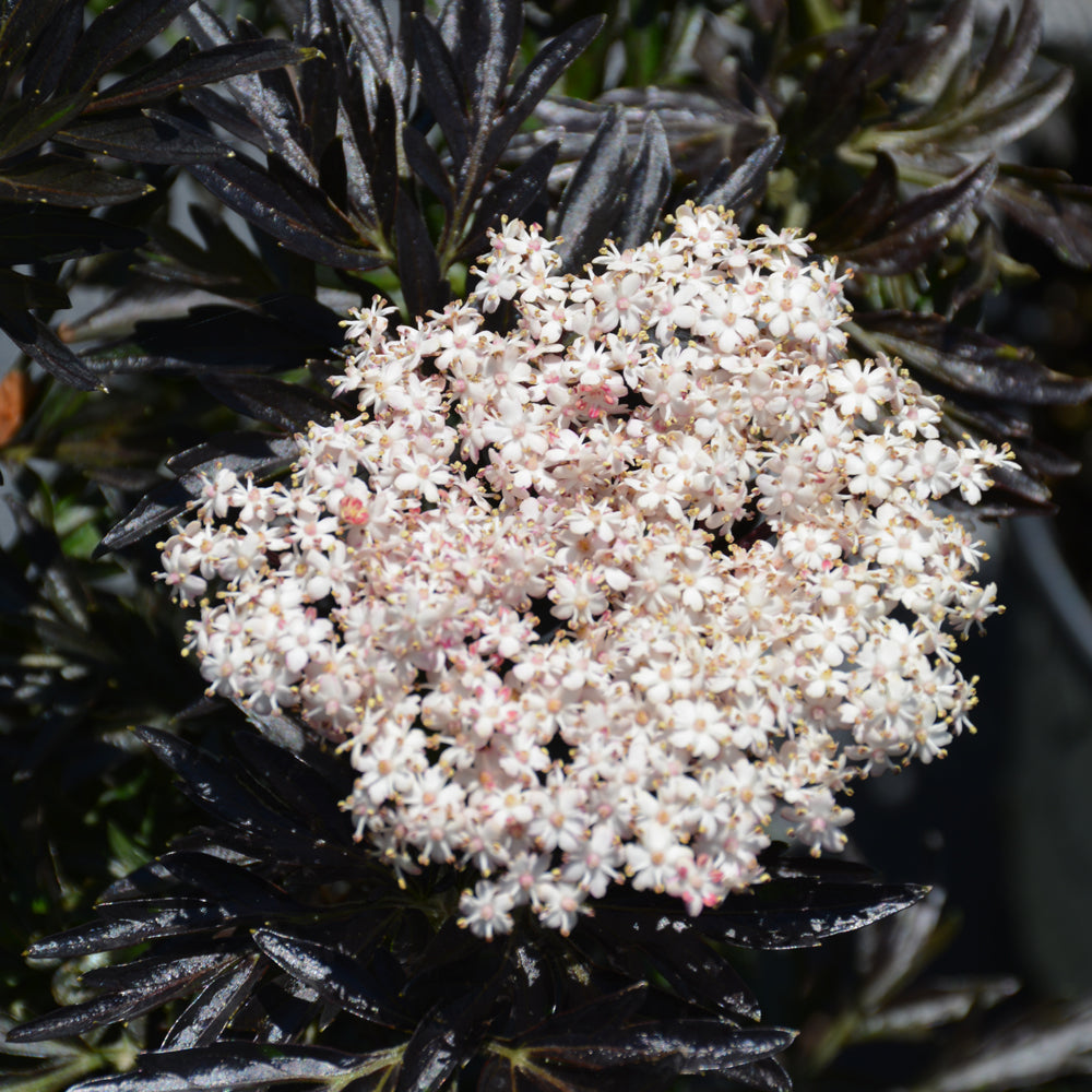 Sambucus nigra 'SNR1292'