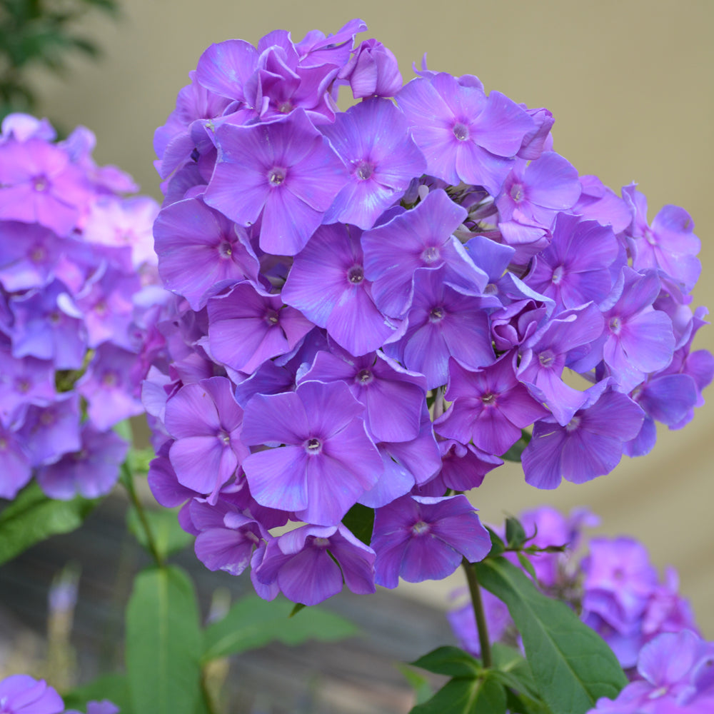 Phlox paniculata 'Blue Paradise'