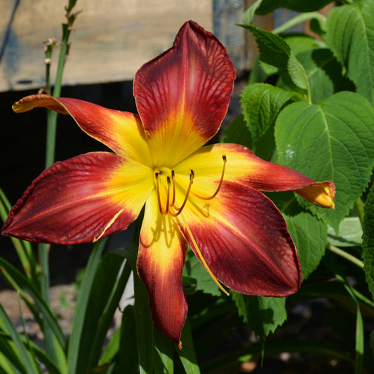 Hemerocallis 'Ruby Spider'