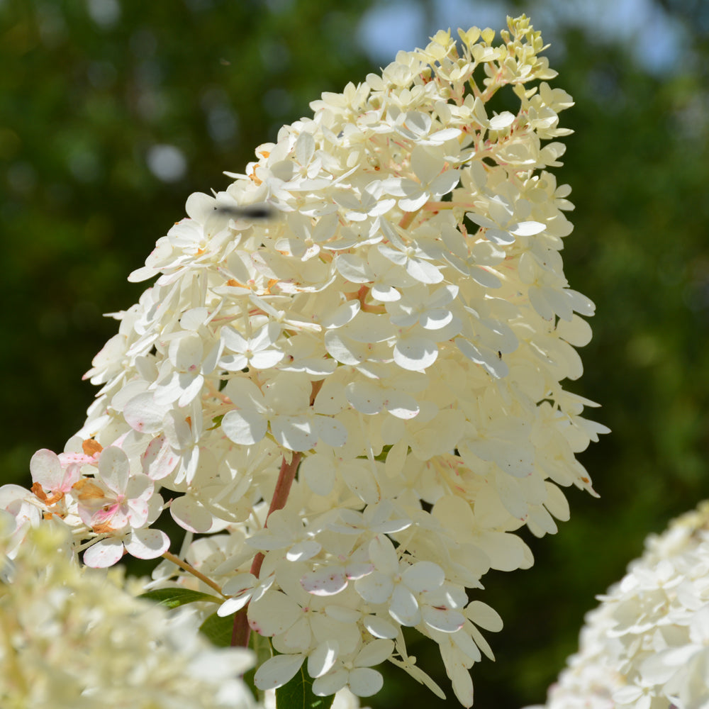 Vanilla Strawberry™ Hydrangea