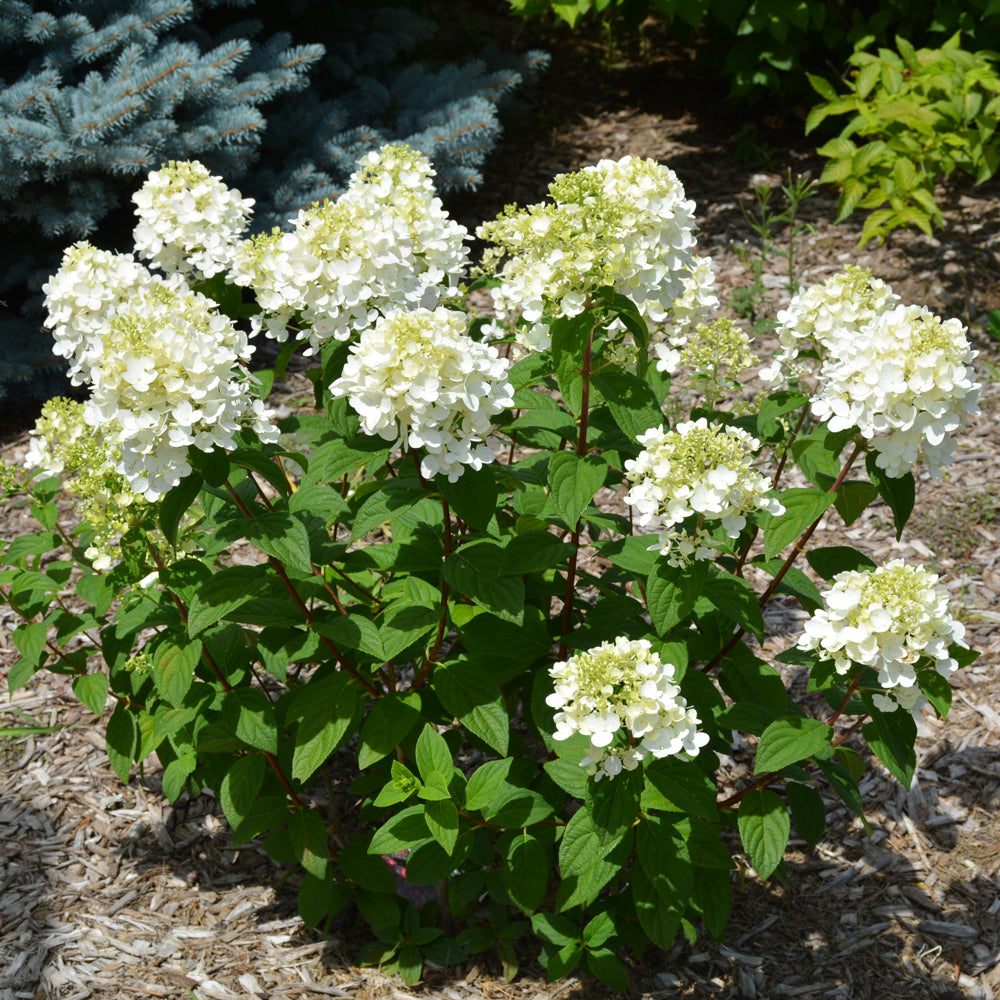 Fire Light Tidbit® Hydrangea