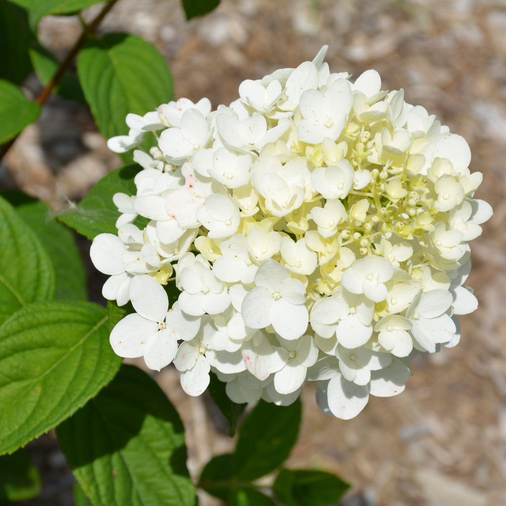 Fire Light Tidbit® Hydrangea