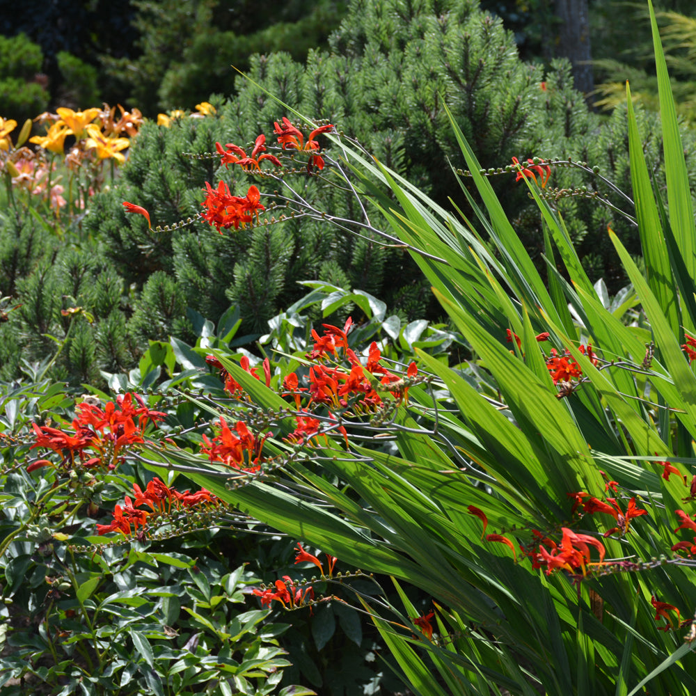 Lucifer Crocosmia