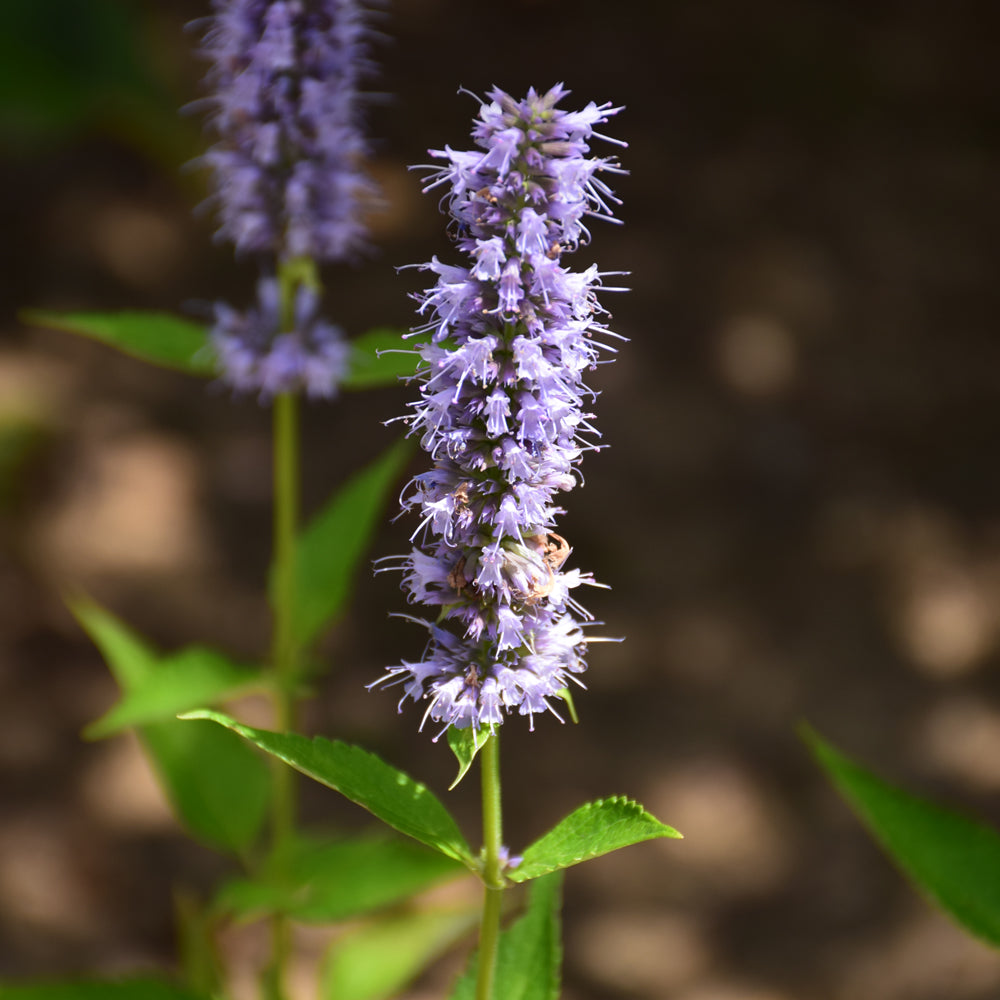 Blue Fortune Anise Hyssop