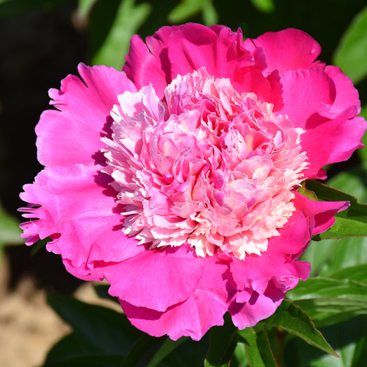 Paeonia 'Madame Emile Debatene'