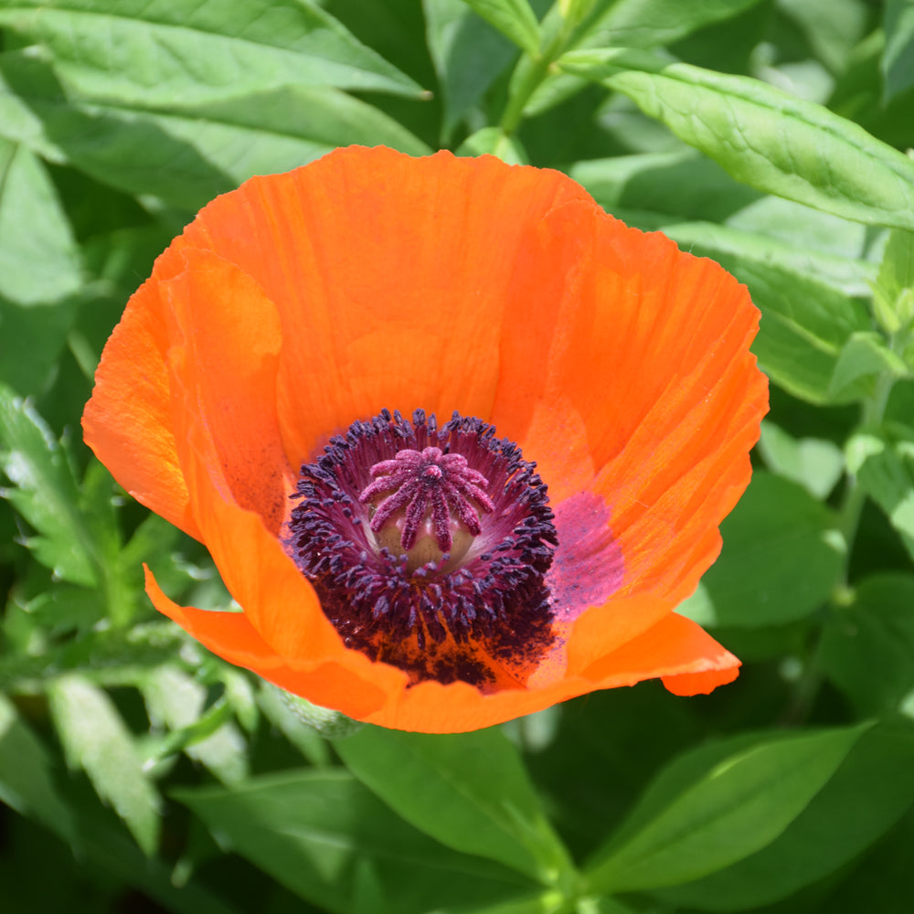 Papaver orientale 'Prince Of Orange'