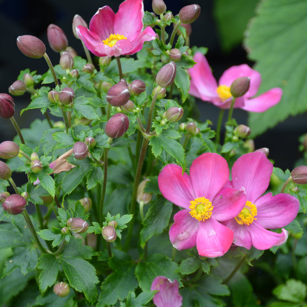 Anemone 'Red Riding Hood'