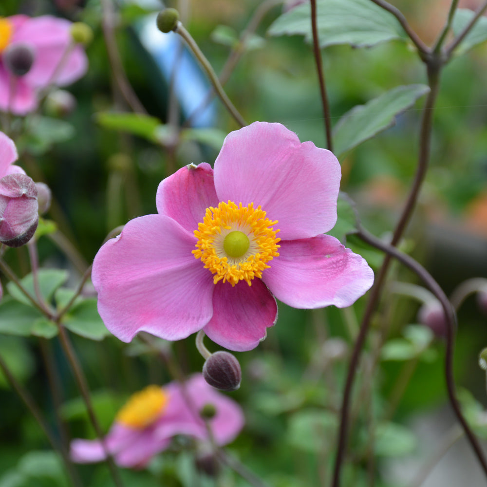 September Charm Anemone