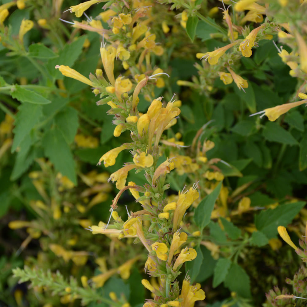 Kudos™ Yellow Hyssop