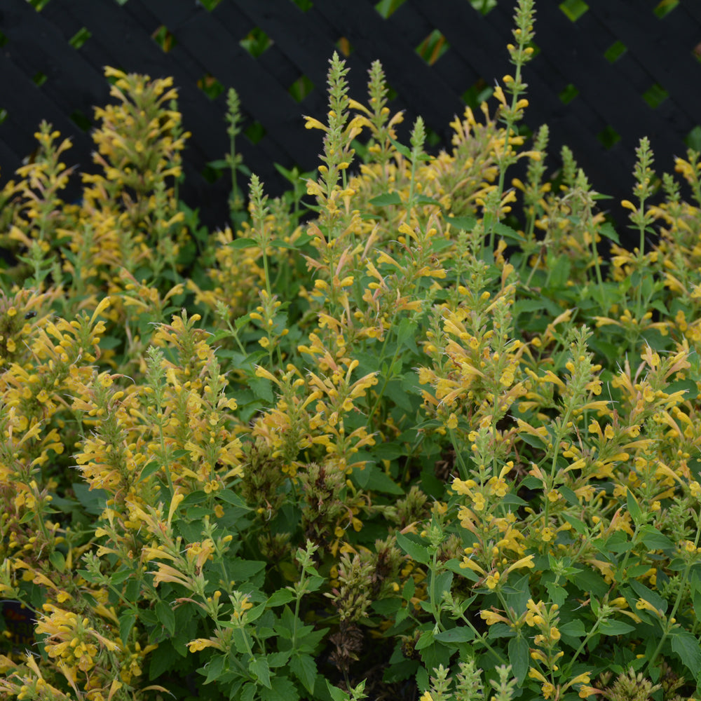 Agastache 'Kudos Yellow'