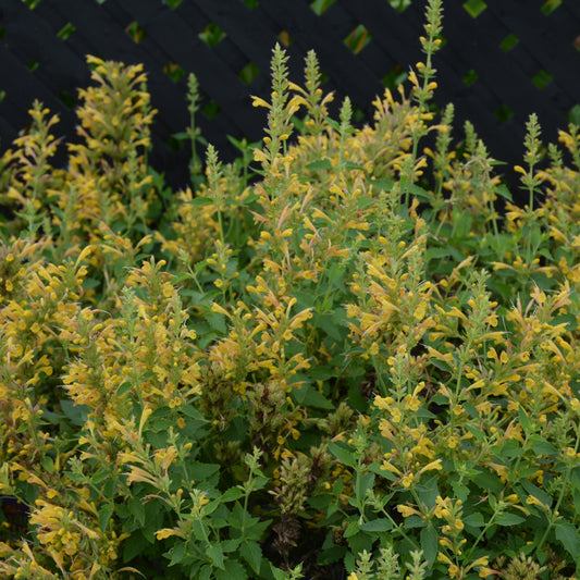 Agastache 'Kudos Yellow'