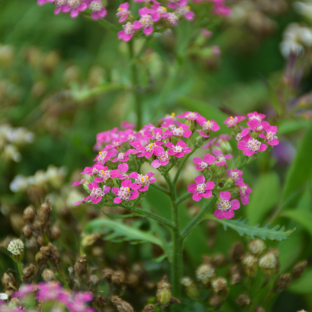 Achillea millefolium 'FLORACHRO1'