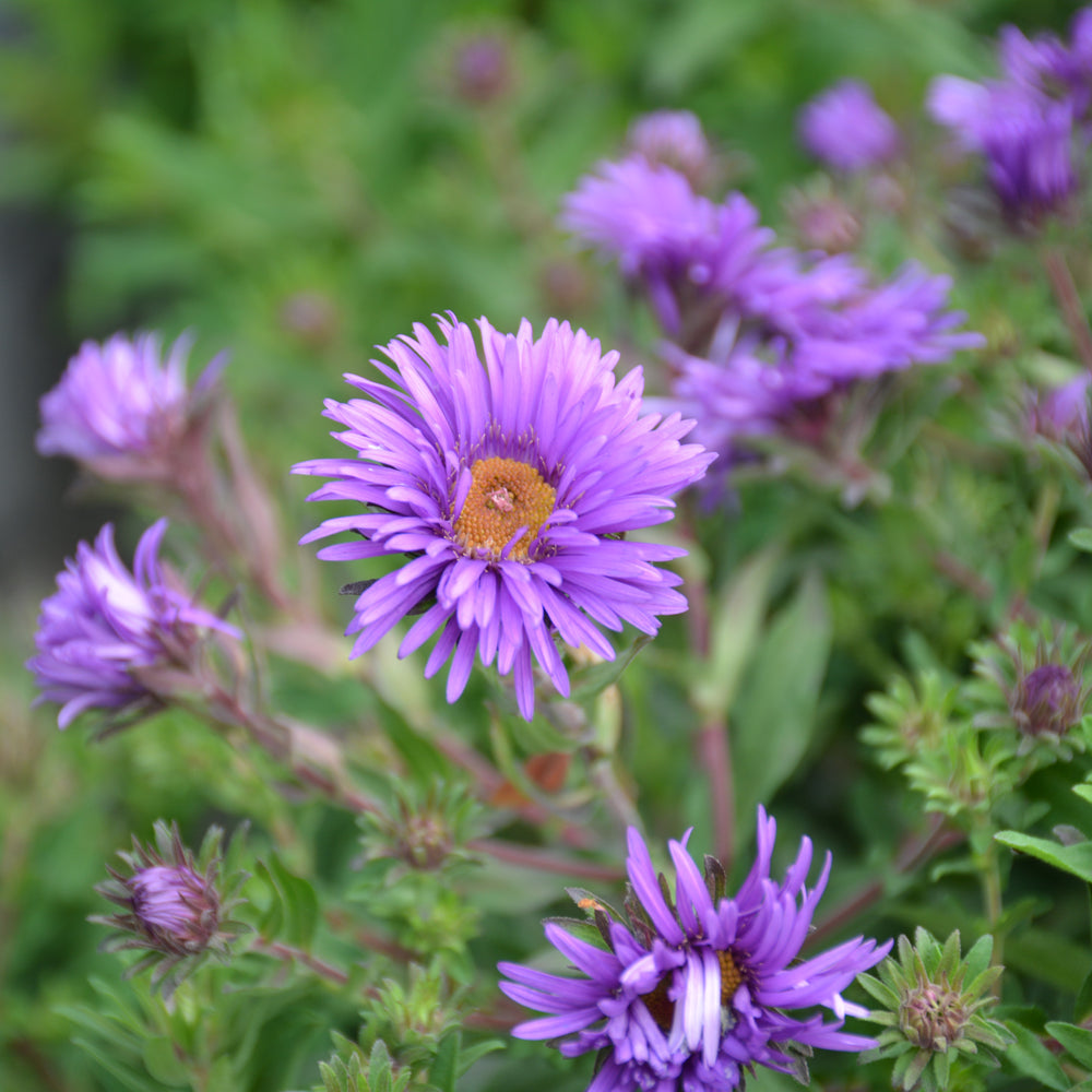 Symphyotrichum novae-angliae 'Grape Crush'