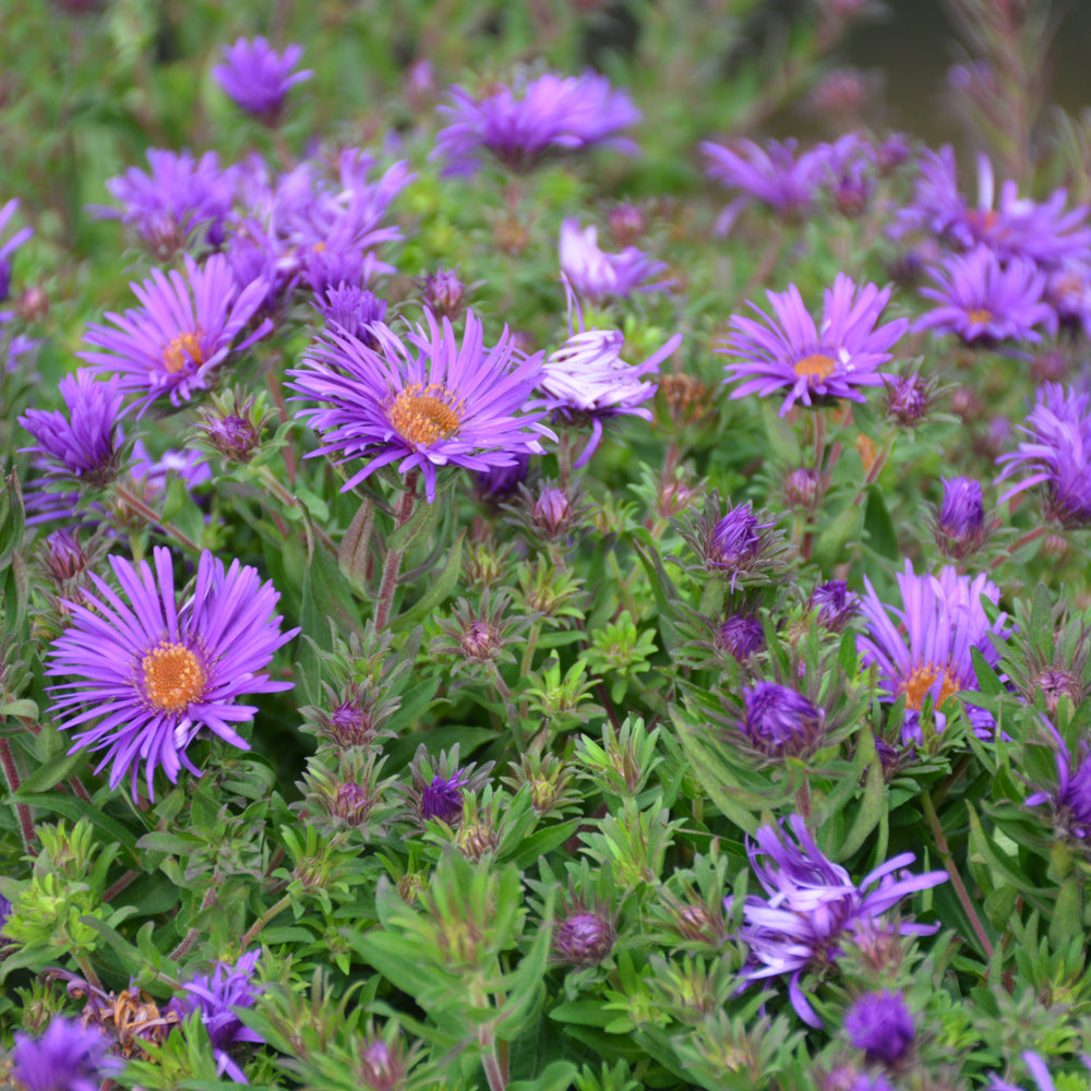 Grape Crush New England Aster