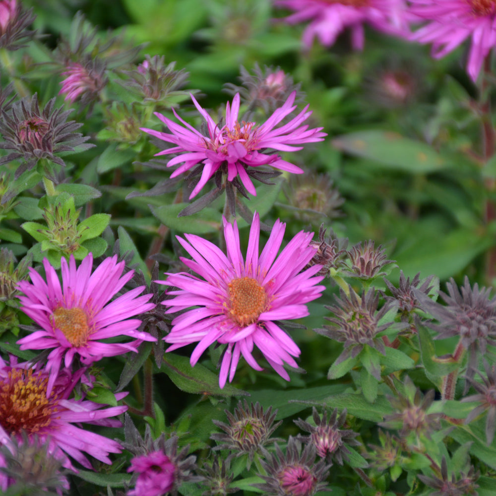 Symphyotrichum novae-angliae 'Pink Crush'