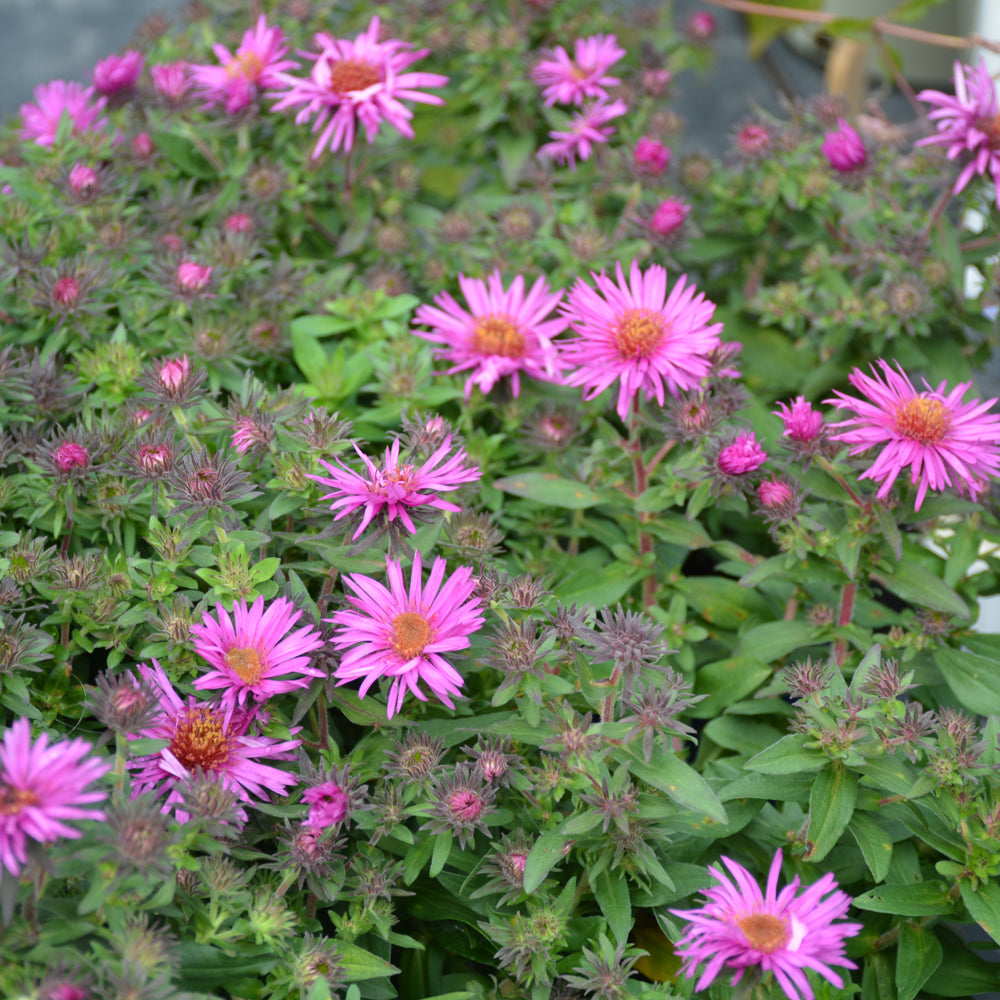 Pink Crush New England Aster