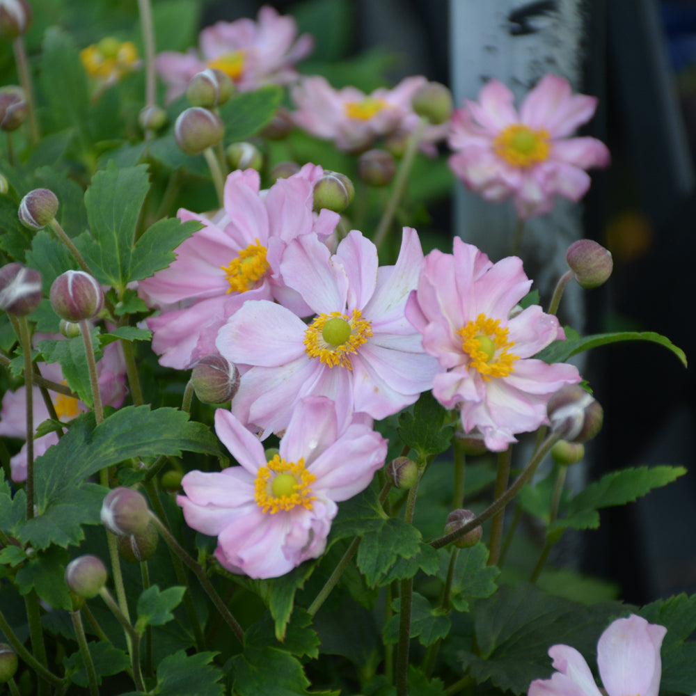 Anemone 'Pocahontas'