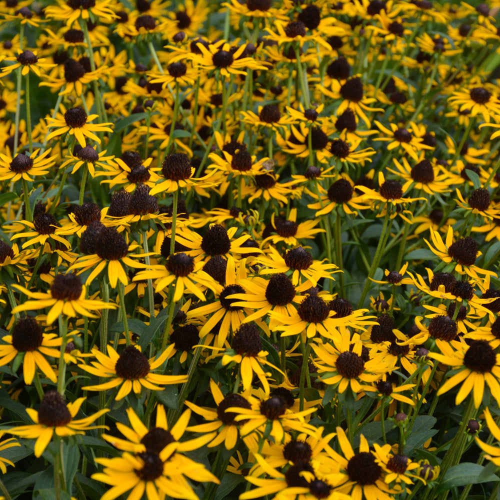 Little Goldstar Coneflower