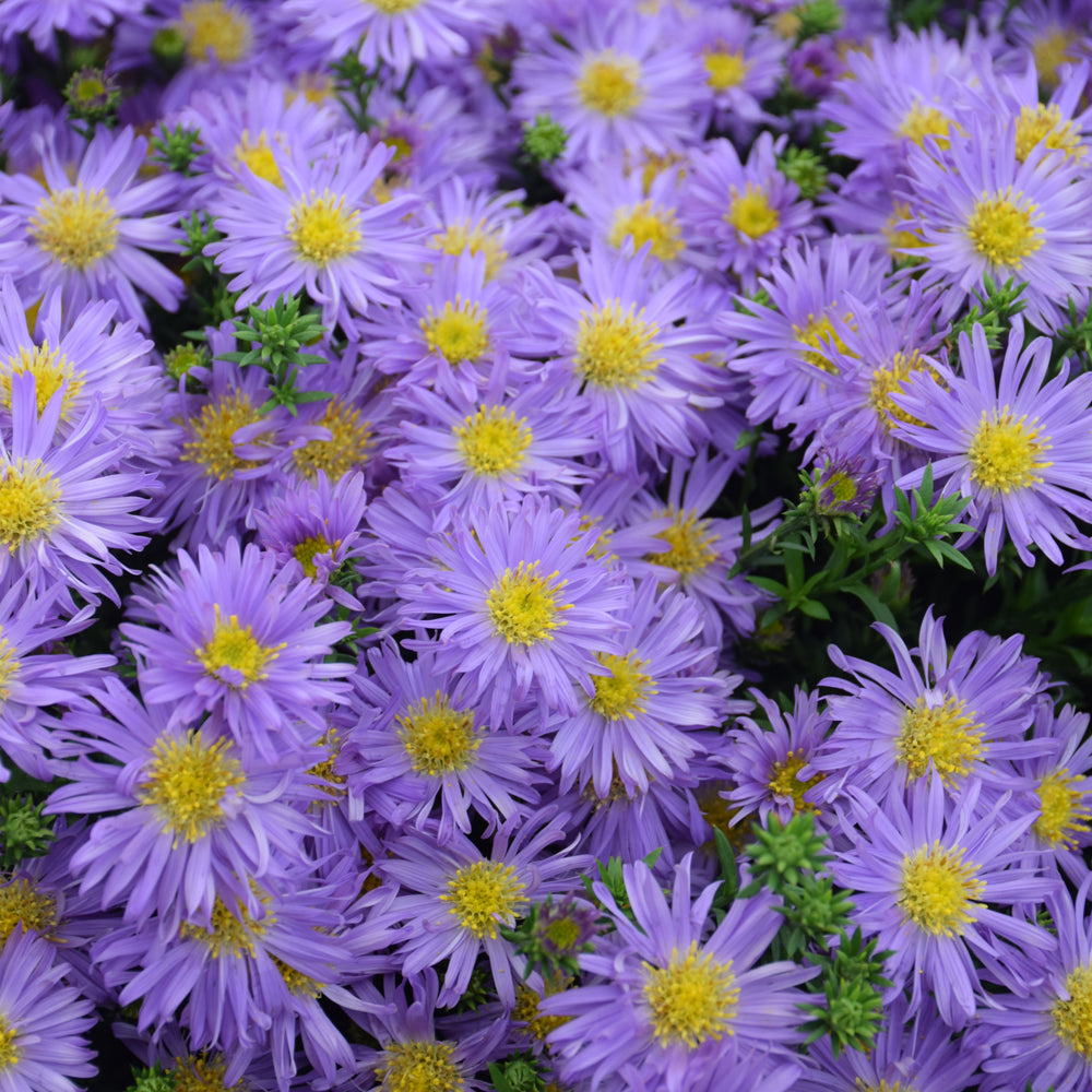 Symphyotrichum 'Kickin Purple'