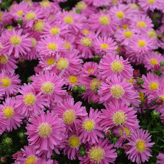 Symphyotrichum 'Kickin Carmine Red'