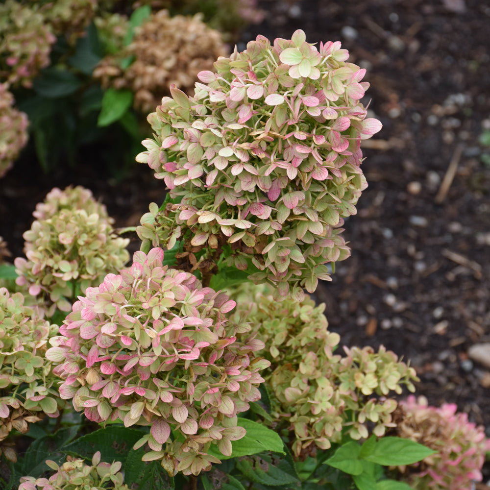 Little Lime® Hydrangea