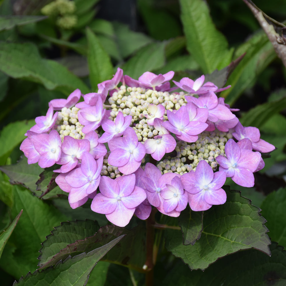 Let's Dance Can Do!® Hydrangea