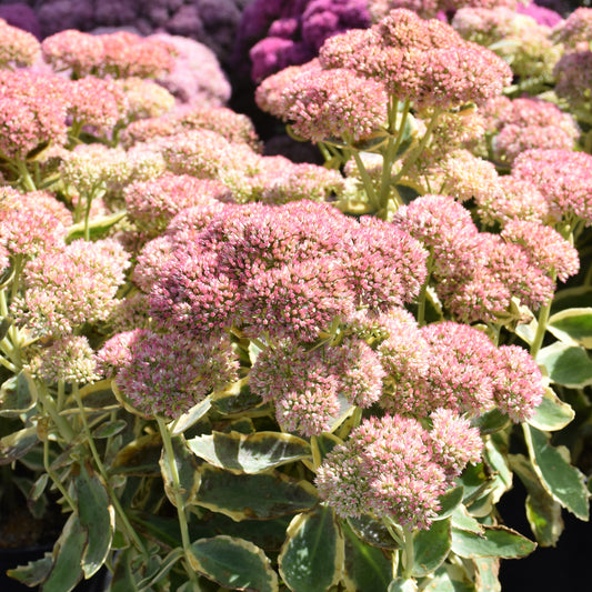 Sedum 'Frosted Fire'