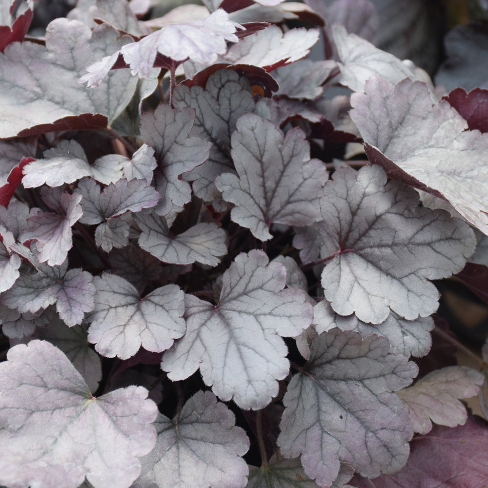 Dolce® Silver Gumdrop Coral Bells